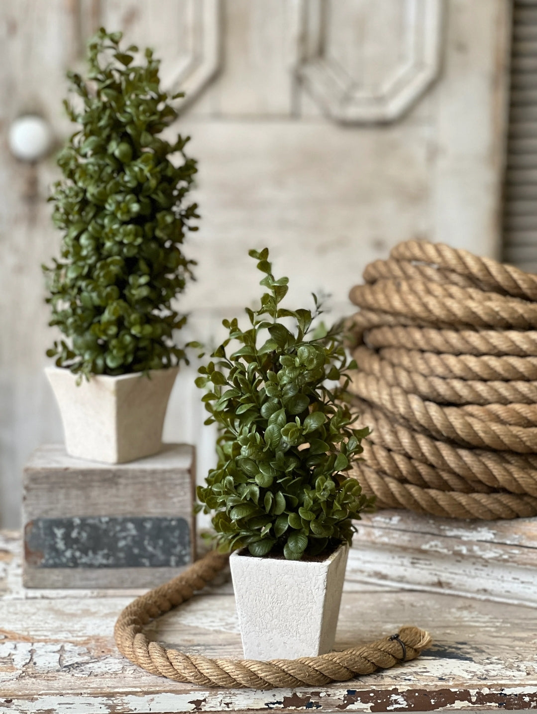 12" Highborn Boxwood in a Pot